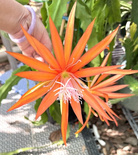 Fluid orange epiphyllum - 2,