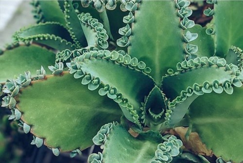 Mother thousands plant - thousands,