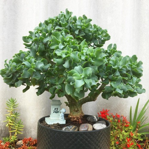 Ripple wavy jade plant - wavy,